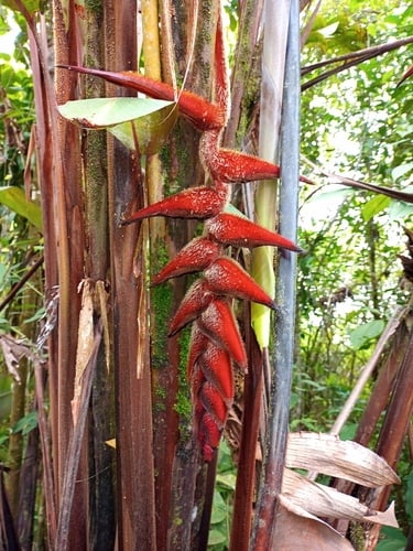 Heliconia danielsiana