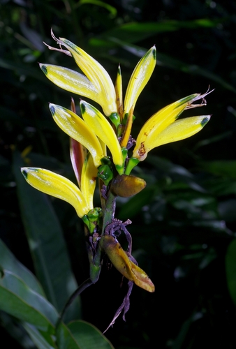 Heliconia hirsuta (Sweet little heliconia) — photo