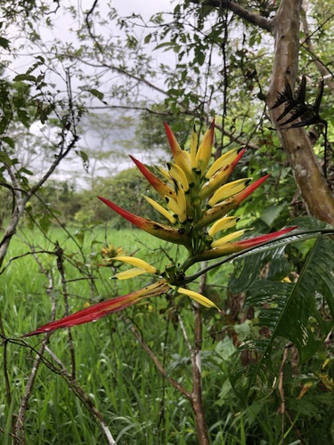 Heliconia hirsuta (Sweet little heliconia) — photo