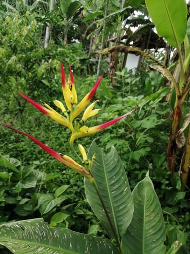 Heliconia hirsuta