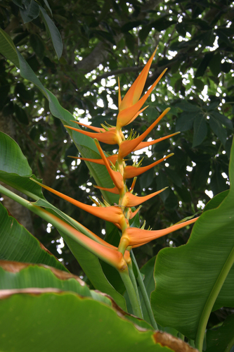Heliconia latispatha (Expanded lobster-claw) — photo