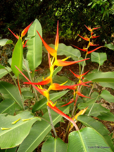 Heliconia latispatha (Expanded lobster-claw) — photo