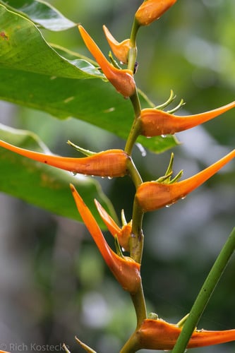 Heliconia latispatha