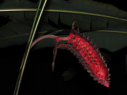 Heliconia mariae — photo