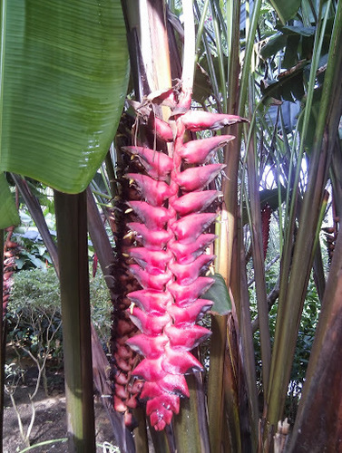 Heliconia mariae — photo