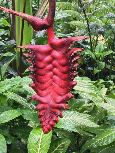 Heliconia mariae
