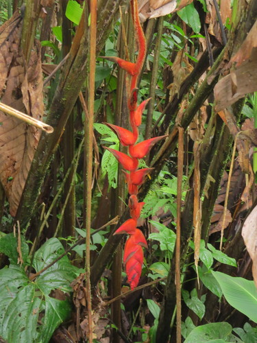Heliconia pogonantha (Mune) — photo