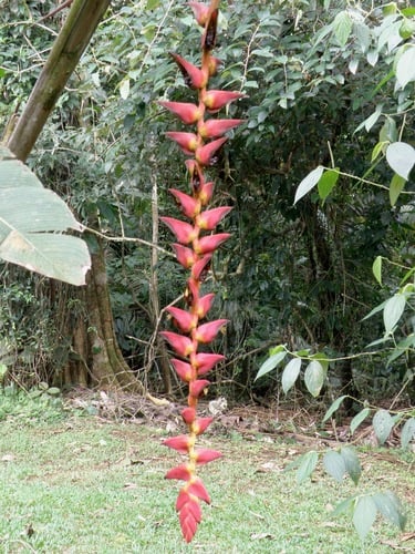 Heliconia pogonantha (Mune) — photo