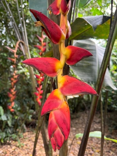 Heliconia pogonantha
