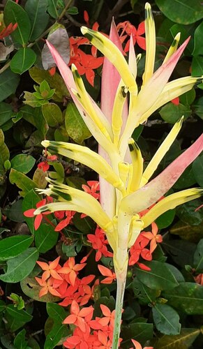 Heliconia psittacorum (Parrot's plantain) — photo