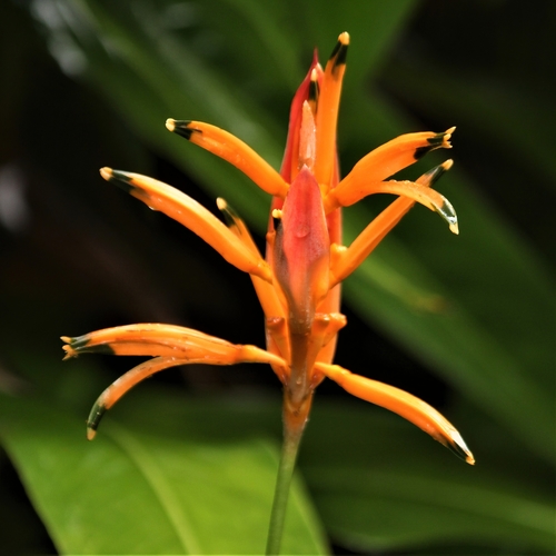 Heliconia psittacorum (Parrot's plantain) — photo