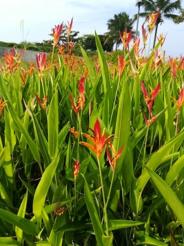 Heliconia psittacorum