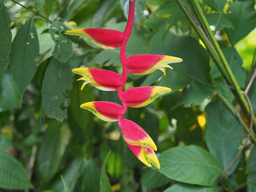 Heliconia rostrata (False bird-of-paradise) — photo