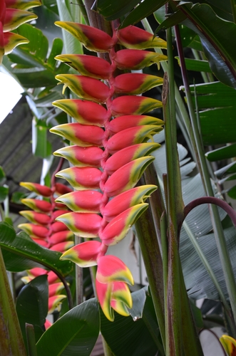 Heliconia rostrata (False bird-of-paradise) — photo
