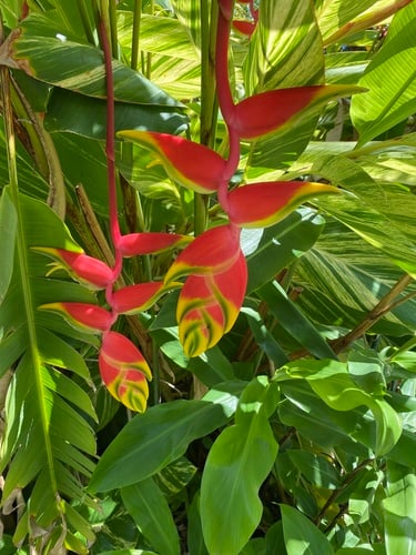 Heliconia rostrata