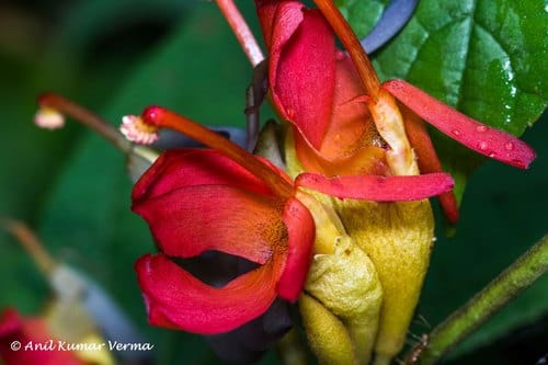Helicteres isora (East-Indian Screw Tree) — photo