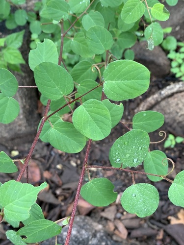 Helinus integrifolius
