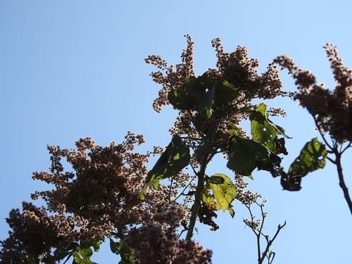Heliocarpus americanus (Majaguillo) — photo