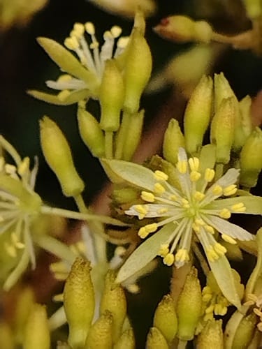Heliocarpus mexicanus (Mexican heliocarpus) — photo