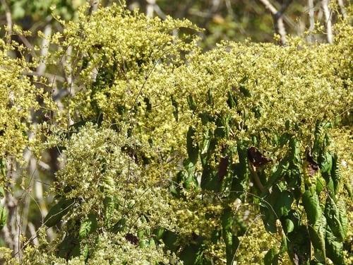 Heliocarpus mexicanus