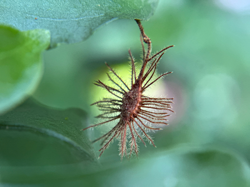 Heliocarpus popayanensis