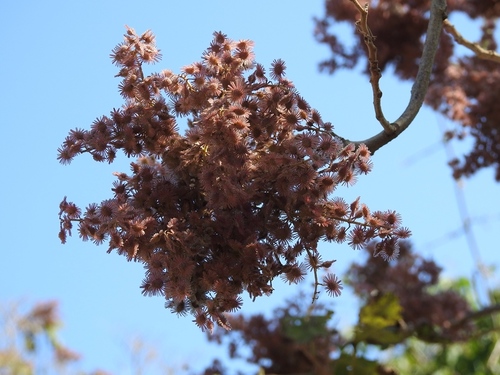 Heliocarpus popayanensis — photo
