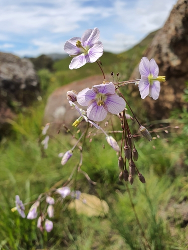 Heliophila rigidiuscula (Grassland blue cross flower) — photo