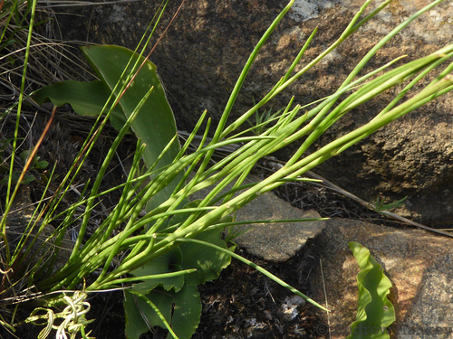 Heliophila rigidiuscula (Grassland blue cross flower) — photo