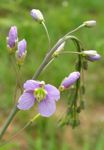 Heliophila rigidiuscula