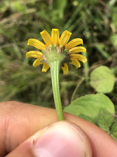 Heliopsis buphthalmoides — photo