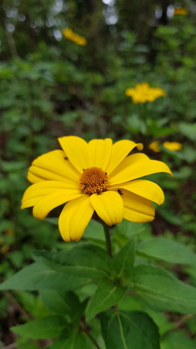 Heliopsis buphthalmoides — photo
