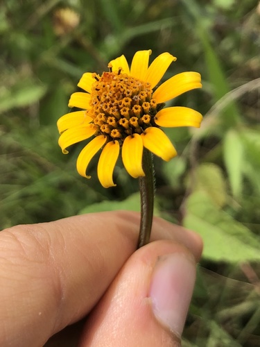 Heliopsis buphthalmoides