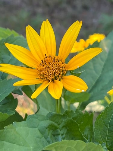 Heliopsis helianthoides — photo