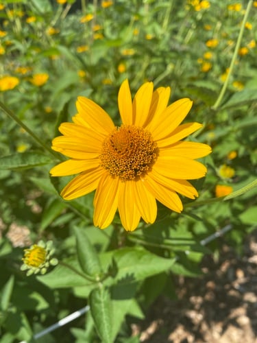 Heliopsis helianthoides — photo