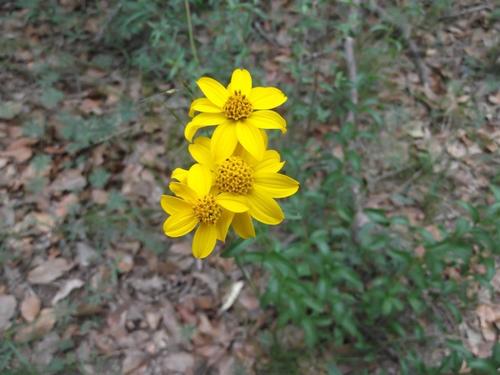Heliopsis longipes