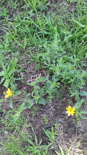 Heliopsis longipes (Golden root) — photo