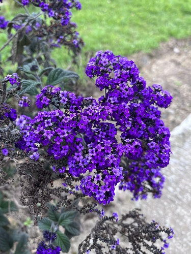 Heliotropium arborescens (Lord Roberts Heliotrope) — photo