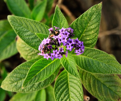 Heliotropium arborescens (Lord Roberts Heliotrope) — photo