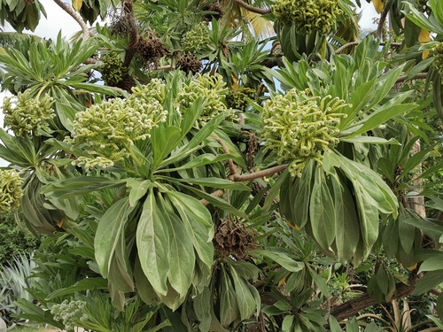Heliotropium arboreum — photo