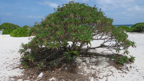 Heliotropium arboreum — photo