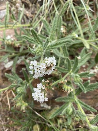 Heliotropium asperrimum (Rough heliotrope) — photo