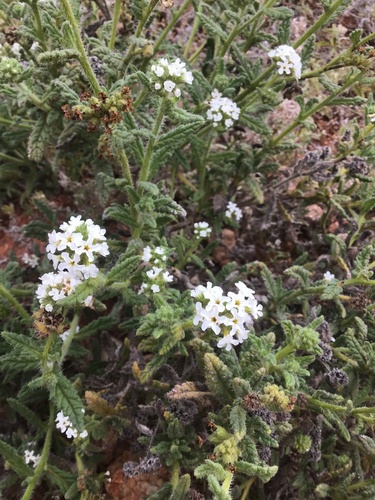 Heliotropium asperrimum (Rough heliotrope) — photo