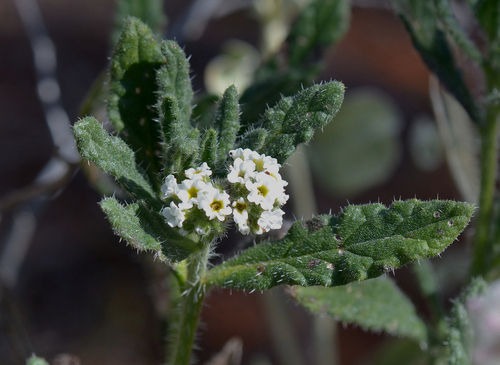 Heliotropium asperrimum