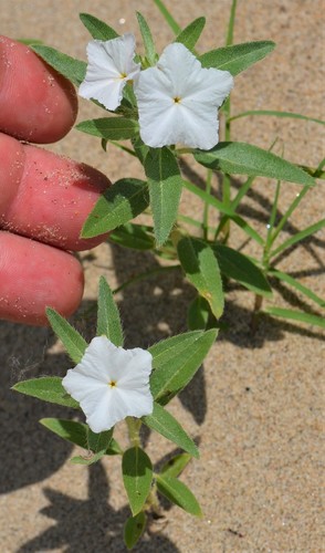 Heliotropium convolvulaceum (Phlox heliotrope) — photo