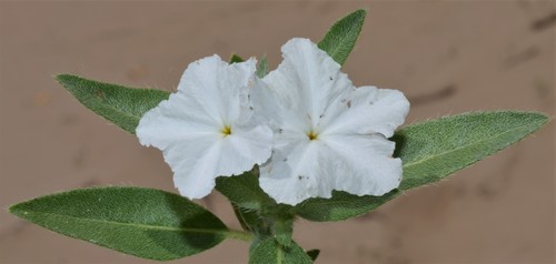 Heliotropium convolvulaceum (Phlox heliotrope) — photo