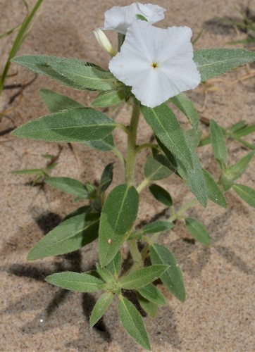 Heliotropium convolvulaceum
