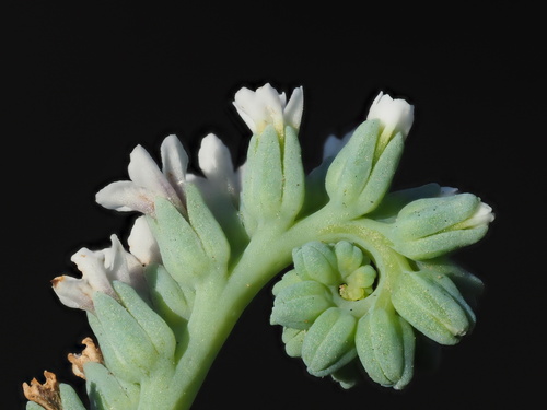 Heliotropium curassavicum (Smooth Heliotrope) — photo