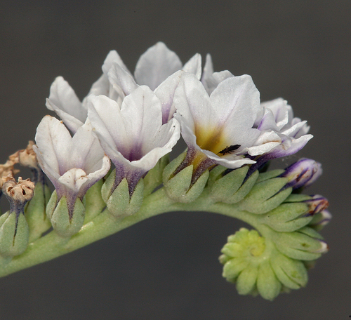 Heliotropium curassavicum (Smooth Heliotrope) — photo