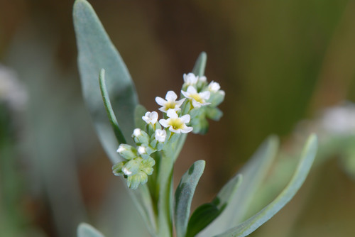Heliotropium curassavicum