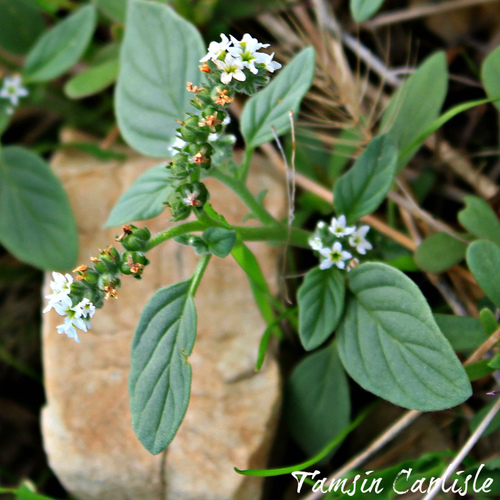 Heliotropium europaeum (European heliotrope) — photo